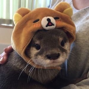 Meet your Posher, Jay